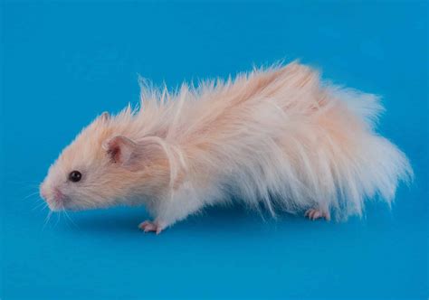 Hamster Colors Rarest To Most Common A Z Animals