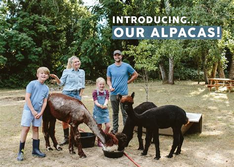 Meet The Newest Members Of The Henderson Family – Our Pet Alpacas