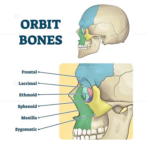 An Image Of The Bones And Their Major Structures Including The Cranin Bone