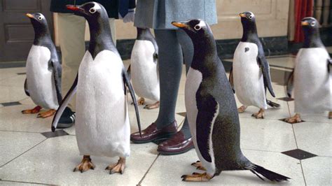 Popper's penguins clips trailer (2011) jim carrey mr. Jim Carrey Stars in 'Mr. Popper's Penguins' - Review - The ...
