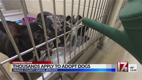 Thousands Apply To Adopt Dogs From Orange County Animal Shelter Youtube