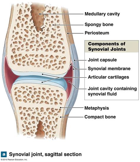 The Structure Of A Synovial Joint Synovial Joint Medical Anatomy