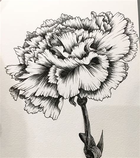 Hand Drawing By Hanna Chung A Carnation Carnation Drawing Floral
