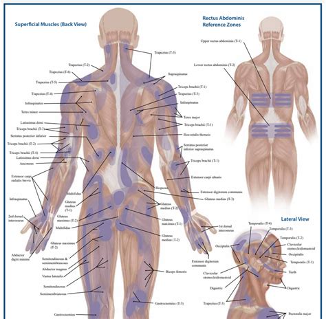 Trigger Point Anatomy Map Poster Sized Myofascial Releaser