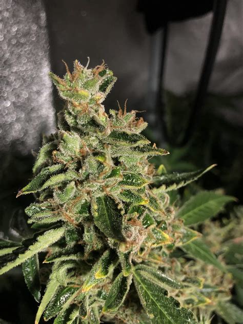 The dark descent absolutely for free! ILGM Amnesia Haze Autoflower grow journal by ...