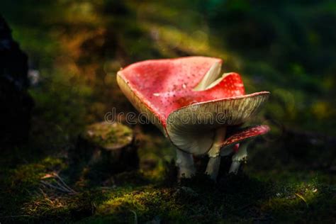 Poisonous Red Capped Mushroom Stock Photo Image Of Detail Colorful