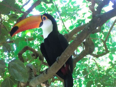 Toucan We Saw On Our Trip To Brazil Cafe Rio Brazil Travel One Bed