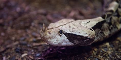 Gaboon Viper Smithsonians National Zoo And Conservation Biology