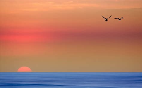 Hd Wallpaper Sea Sunset Birds Landscape