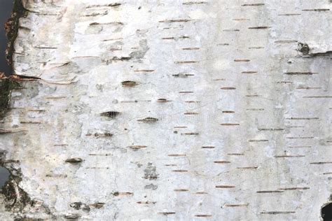 Natural Background Of Birch Bark Stock Image Image Of Pattern
