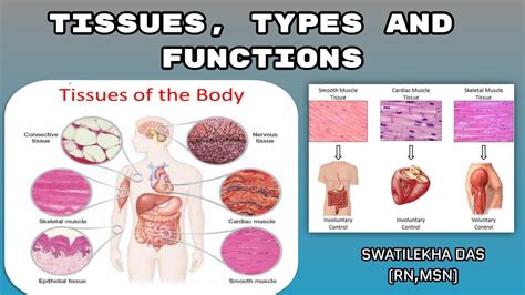 Tissues Types And Functions Easy Explanation Anatomy Topic 1st Yr
