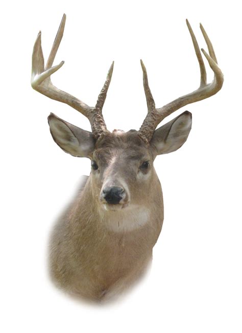 White Deer Transparent Png Png Play