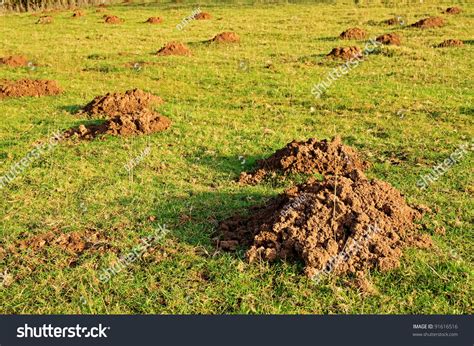 Damage Created By Moles Causing Molehills Stock Photo 91616516