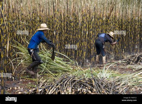 Manual Harvesting Of Sugar Cane Stock Photo Alamy