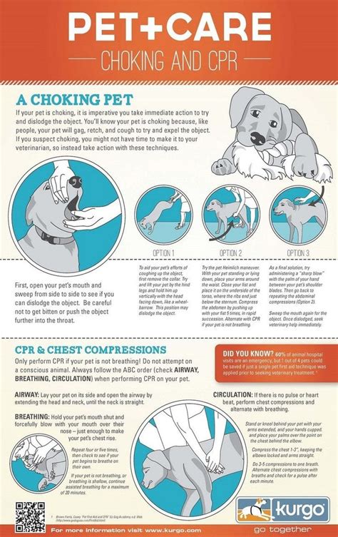 Pin By Angela Otis On Canine First Aid Dog Care Pets Wag The Dog
