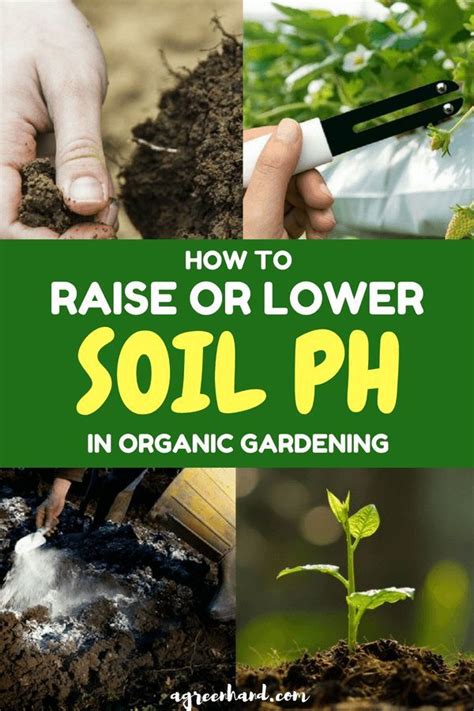 Most Plants Are Sensitive To Soil Ph And So If You Can Manage It Well