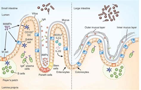 Regulation Of Immunity And The Microbiome Immunopaedia