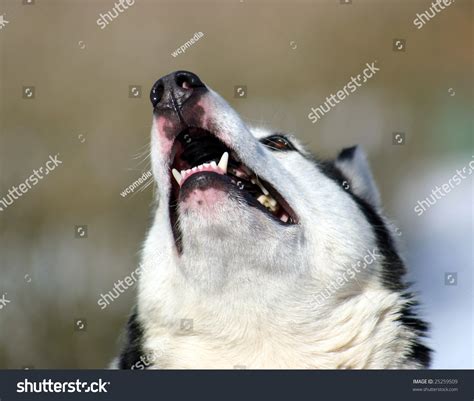 Siberian Husky Showing The Teeth In A Howl Stock Photo 25259509