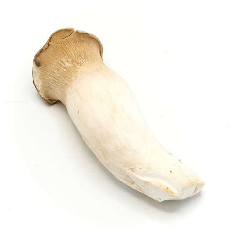 Large Oyster Mushrooms 1 Package Well Come Asian Market