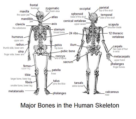 Bone formation begins in the embryonic stage and humans reach peak bone mass during early adulthood. Learning the bones in the human body. | Classroom Fun ...