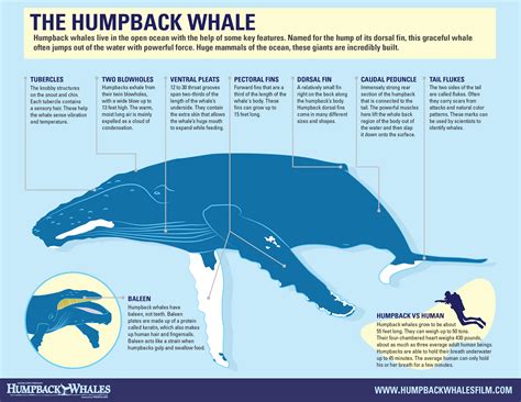 Infographic The Humpback One World One Ocean