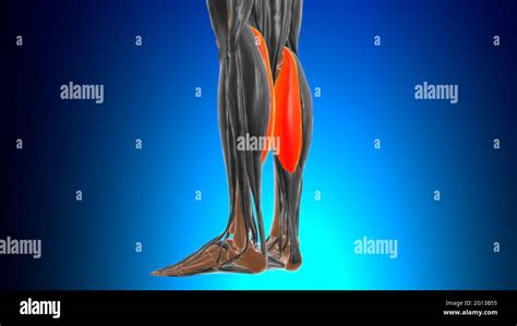 Cabeza Medial De Gastrocnemio Anatomía Muscular Para Concepto Médico 3d