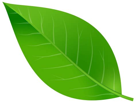 Cartoon Leaf Png Png Image Collection