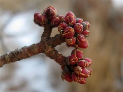 Maple Buds In Winter Rebecca Heisman