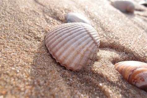 Free Photo Shell Beach Summer Sand Free Image On Pixabay 931480