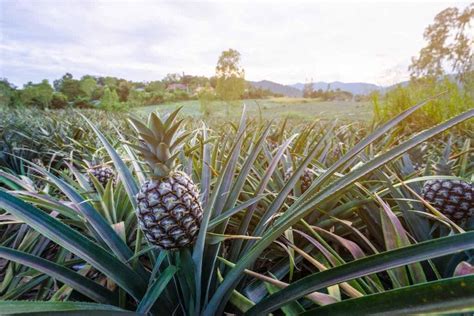 4 Important Tips For How To Harvest Pineapple Minneopa Orchards