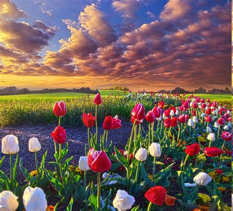 Spring Landscapes Unveiling Natures Blossoming Artistry