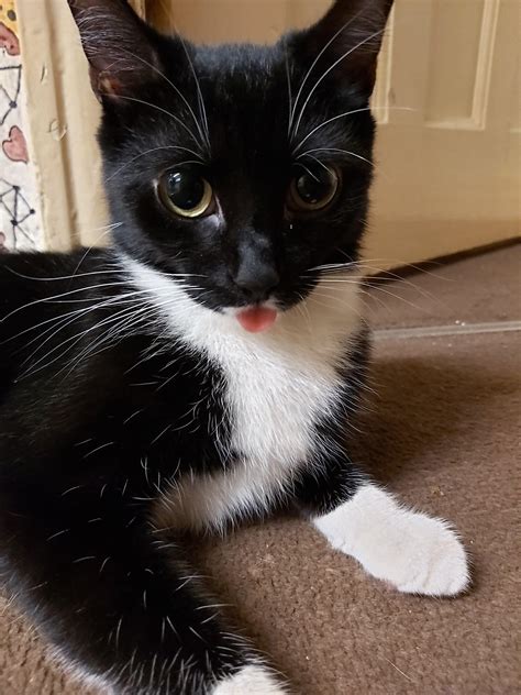 Blep She Has More But Unfortunately I Can Only Post One Cats
