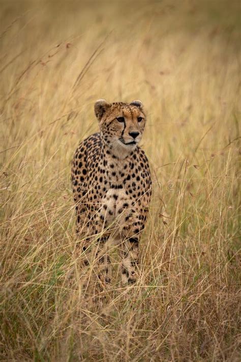 Cheetah Stands In Long Grass On Savannah Stock Photo Image Of Africa