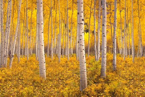 The Pando Aspen Grove At Fishlake National Forest Is The Largest Living