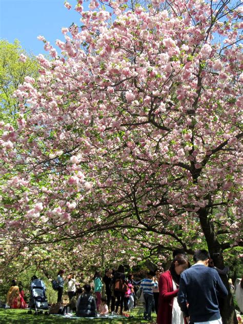 2018 Cherry Blossom Festivals Japan Info Newsletter Consulate