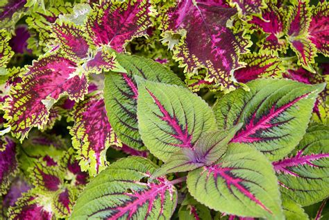 18 Best Types Of Foliage Plants