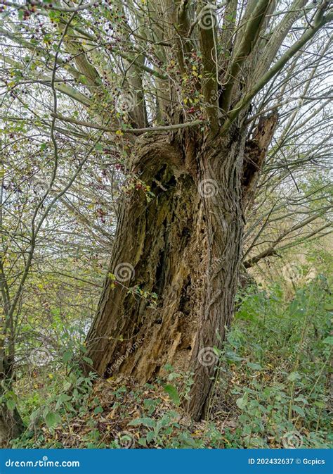 A Rotten Decaying Tree In The Woods Stock Image Image Of Damage