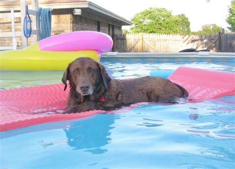 Can Dogs Swim In Swimming Pools