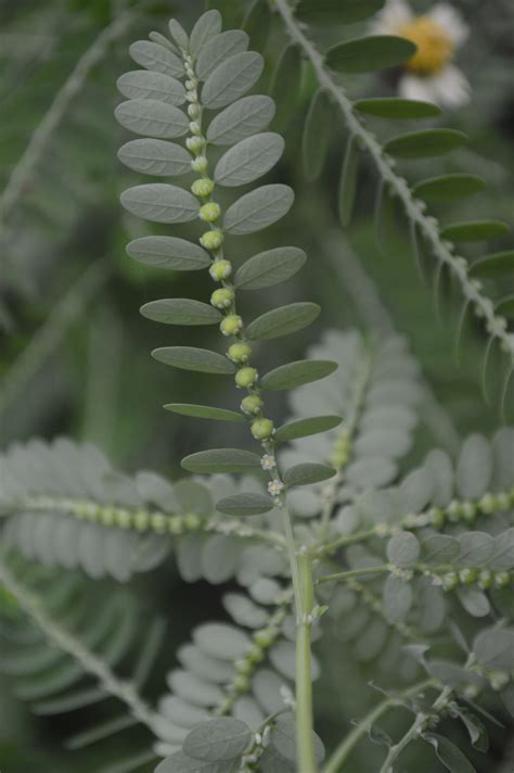 Phyllanthus Amarus Efloraofindia