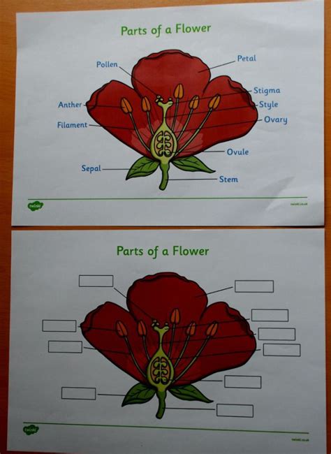 Ks1 Labelling Parts Of A Plant Worksheet Parts Of A Flower Parts Of