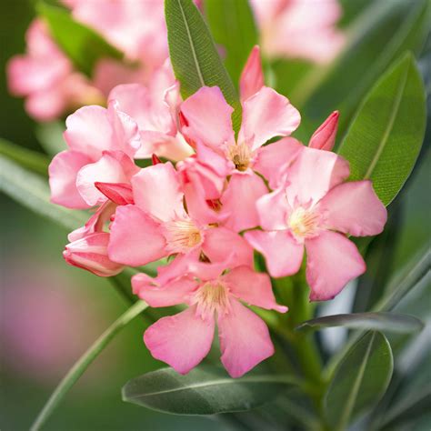 Buy A Container Plant Now Nerium Oleander Pink Including Elho