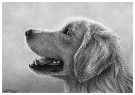 Animal Drawings - Golden Retriever Drawing | Pintura perro, Arte de