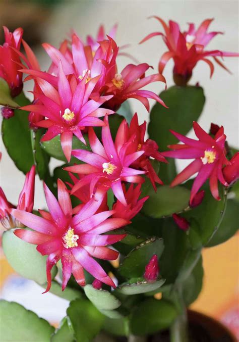 Follow These Tips To Keep Your Easter Cactus Happy And Healthy