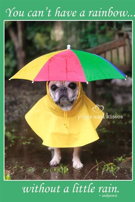 Pug Rain Coat Lulu Does Not Like To Get Wet When It Rains So She Would