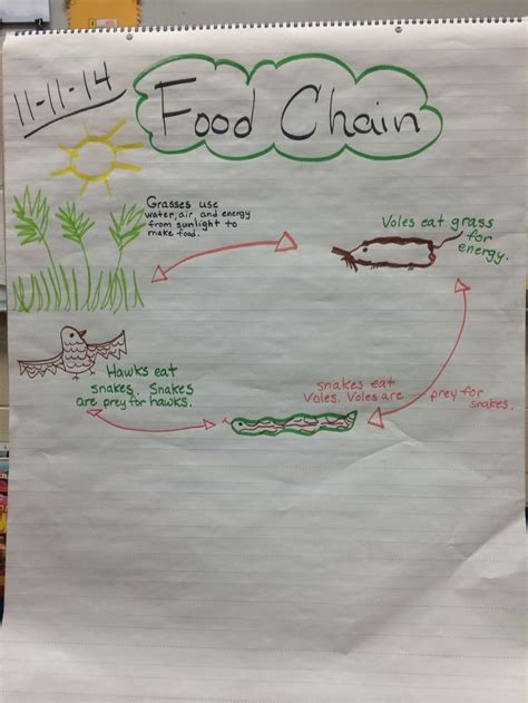 Food Chain Anchor Chart Science Anchor Charts 1st Grade Science