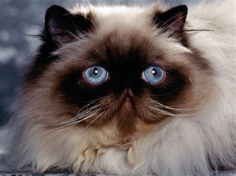 Animal Photo Himalayan Persian Cat