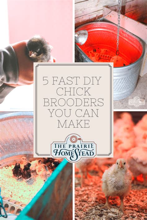 5 Fast Diy Chick Brooders You Can Make • The Prairie Homestead