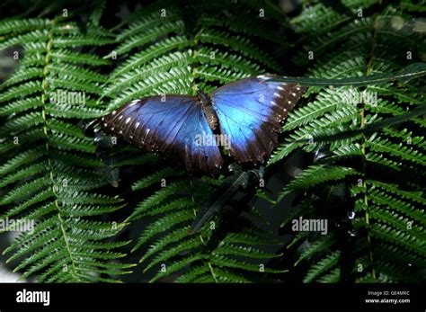 Blue Morpho Butterfly Iridescence Fotografías E Imágenes De Alta