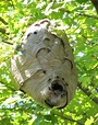 Hornet Nest Free Stock Photo - Public Domain Pictures