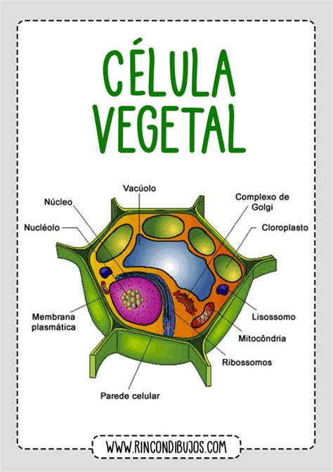 Celula Vegetal Partes